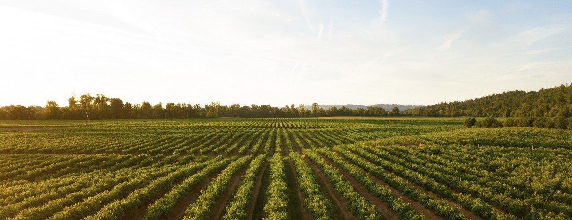 Ce que vous devez savoir sur la loi de l’agriculture et alimentation : Egalim 