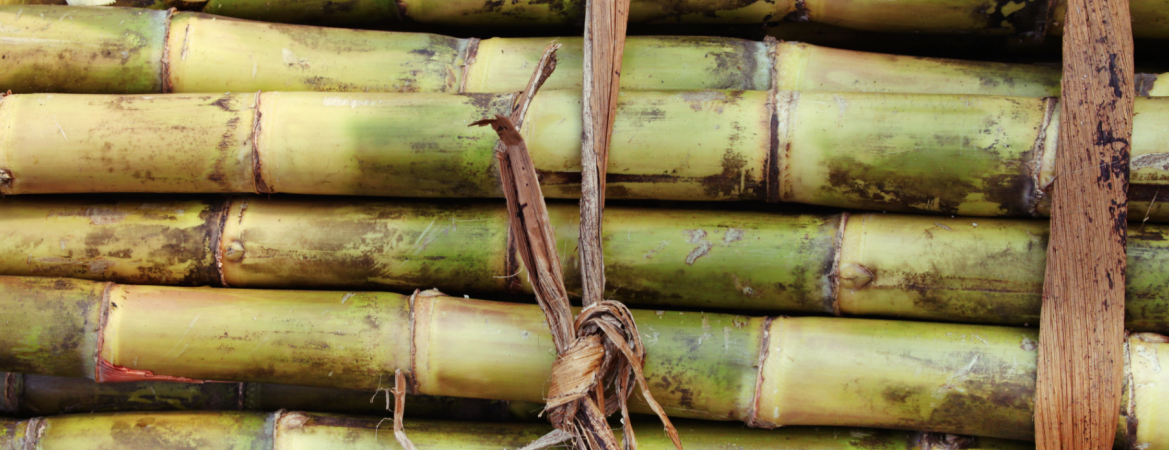 La vaisselle fabriquée à partir de fibres de canne à sucre 