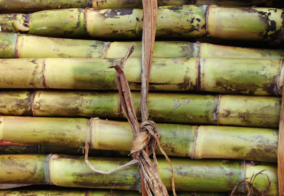 La vaisselle fabriquée à partir de fibres de canne à sucre 